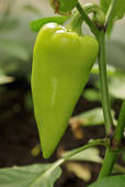 greensweetpepper.jpg