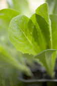 lettuceplantcloseup.jpg